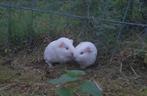 2 mooie witte cavia zeugjes, Dieren en Toebehoren, Knaagdieren, September, Vrouwelijk, Cavia