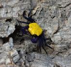 Geosesarma sp. banana vampierkrab, Dieren en Toebehoren, Overige soorten