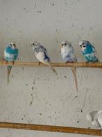 Blauw Bonte Grasparkieten., Dieren en Toebehoren, Vogels | Parkieten en Papegaaien, Meerdere dieren, Parkiet