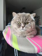 Britse langhaar, Dieren en Toebehoren, Kater, Ontwormd, 0 tot 2 jaar