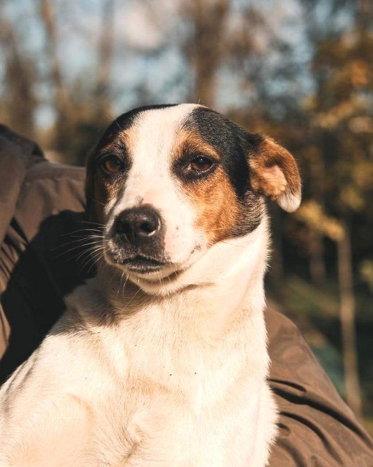 Lieve Wendy zoekt huis., Dieren en Toebehoren, Honden | Niet-rashonden, Middel, Teef, Particulier, Eén hond, Buitenland, 1 tot 2 jaar