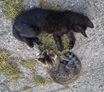 Leuke , speelse jonge katten, Dieren en Toebehoren, Katten en Kittens | Overige Katten, Meerdere dieren, Kortharig, 0 tot 2 jaar