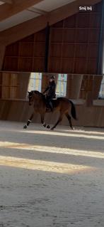 Bijrijder gezocht, Dieren en Toebehoren, Paarden en Pony's | Verzorgingsproducten, Ophalen of Verzenden
