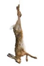 Vers Haas Hazen Wild 5e gratis- Rechtstreeks van de Jager, Dieren en Toebehoren, December, Meerdere dieren