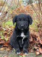 Friese Stabij x Golden Retriever pups v goedgekeurde ouders, Dieren en Toebehoren, Nederland, Overige rassen, 8 tot 15 weken, CDV (hondenziekte)