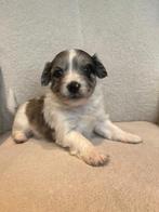 Exclusieve Maltipoo / Havanezer Puppy, Dieren en Toebehoren, Honden | Chihuahua's en Gezelschapshonden, Maltezer, Rabiës (hondsdolheid)