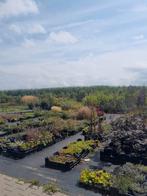 Vaste planten en heesters - Kwekerij prijzen!, Overige soorten, Vaste plant, Ophalen of Verzenden, Halfschaduw