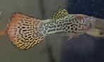 (nieuwe prijzen) Guppy mix Zwart, Regenboog en Slangenprint, Dieren en Toebehoren, Vissen | Aquariumvissen, Vis, Zoetwatervis