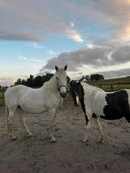 Stalling gezocht, Dieren en Toebehoren, Stalling en Weidegang, Stalling