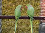 Alexander parkieten 2 koppels., Dieren en Toebehoren, Meerdere dieren, Parkiet, Geringd
