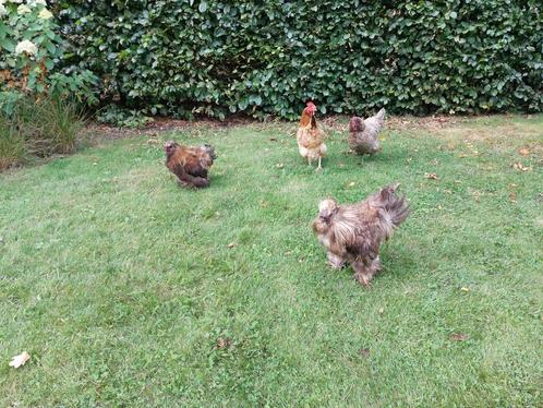 2 zijdehoender hanen gratis, Dieren en Toebehoren, Pluimvee, Kip, Mannelijk