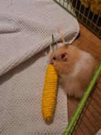 Hamster zoekt nieuw baasje, Oktober, Mannelijk, Hamster