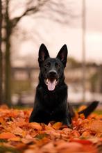 Honden modellen gezocht!, 33 - 40 uur, Overige niveaus, Overige vormen