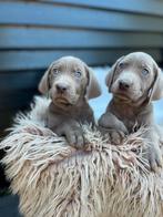 Labmaraner pups, Nederland, Overige rassen, CDV (hondenziekte), 8 tot 15 weken