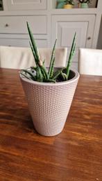 GRATIS Sansevieria cylindrica kamerplant met pot, Huis en Inrichting, Kamerplanten, Ophalen, Vetplant, Halfschaduw, In pot