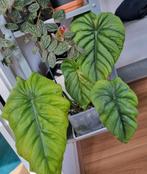 philodendron colombia sp stek, Ophalen of Verzenden, Halfschaduw, Minder dan 100 cm