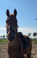 Leuke KWPN vos ruin 18 jaar oud., Ophalen, Gebruikt, Recreatie