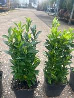 BUXUS VERVANGER Euonymus jap Green Spire, voor haagjes, Tuin en Terras, Ophalen, Overige soorten, Haag, Minder dan 100 cm