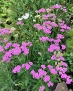 Achillea millefolium zaden “Duizendblad” - roze, Ophalen of Verzenden, Volle zon