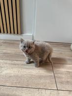 Britse korthaar Kittens, Kater, Kortharig, 0 tot 2 jaar