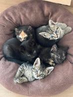 Kittens, half siamees, Dieren en Toebehoren, Katten en Kittens | Overige Katten, Meerdere dieren, Kortharig, 0 tot 2 jaar