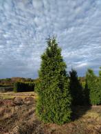 Thuja plicata Excelsa 350-400-450, Ophalen of Verzenden, Conifeer, 100 tot 250 cm