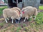 Stamboek Swifter dekbokken, Dieren en Toebehoren, Mannelijk, Schaap, 0 tot 2 jaar