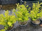 Buxus vervanger , Ilex voor haagje!! Mooie planten nu € 5,95, Tuin en Terras, Planten | Struiken en Hagen, Ophalen, Buxus, Haag