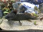 vedervin meerval ( Synodontis eupterus), Dieren en Toebehoren, Vissen | Aquariumvissen, Vis, Zoetwatervis