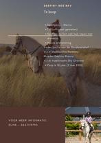 Prachtige b-welsh merrie, blikvanger!, Dieren en Toebehoren, Pony's, Merrie, B, Gechipt, Springpony