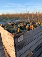 Brandhout appelhout haardhout fruithout, Ophalen, Overige houtsoorten, Blokken