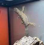 Bewezen kweekkoppel Eurydactylodes occidentalis, Dieren en Toebehoren, Reptielen en Amfibieën, Hagedis, 3 tot 6 jaar