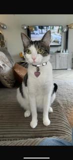 Summer, Dieren en Toebehoren, Katten en Kittens | Overige Katten, Poes, Kortharig, 0 tot 2 jaar