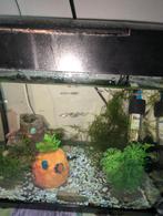 Jonge guppen te koop. ., Dieren en Toebehoren, Vissen | Aquariumvissen, Vis, Zoetwatervis, Schoolvis