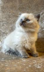 Ragdoll kitten blue point  - nog een meisje beschikbaar, Dieren en Toebehoren, Katten en Kittens | Raskatten | Langhaar, Poes