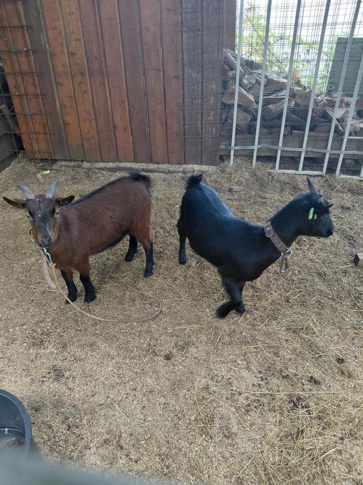2 geiten, Dieren en Toebehoren, Schapen, Geiten en Varkens