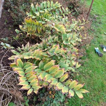 Salomonszegel - Polygonatum beschikbaar voor biedingen