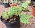 Opuntia Macrorhiza Kenton Oklahoma schijfcactus, Ophalen of Verzenden, Zomer, Overige soorten, Volle zon