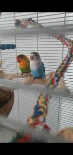 Twee Agapornissen met kooi., Ophalen, Zo goed als nieuw, Metaal, Vogelkooi