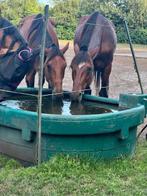 Twee paarden te koop, Dieren en Toebehoren, Ophalen of Verzenden, Zo goed als nieuw