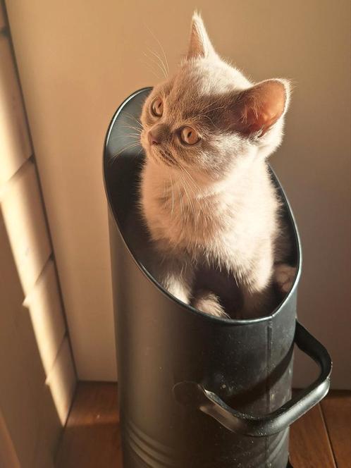 Mooie  raszuivere  Britse korthaar kittens nog 2 beschikbaar, Dieren en Toebehoren, Katten en Kittens | Overige Katten, Meerdere dieren