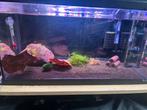 60L Aquarium, Dieren en Toebehoren, Vissen | Aquaria en Toebehoren, Ophalen of Verzenden, Zo goed als nieuw, Gevuld zoetwateraquarium