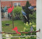 Halsbandparkieten 2025, Dieren en Toebehoren, Meerdere dieren, Parkiet, Geringd