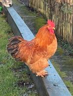 Mooie haan, Dieren en Toebehoren, Pluimvee, Mannelijk, Kip