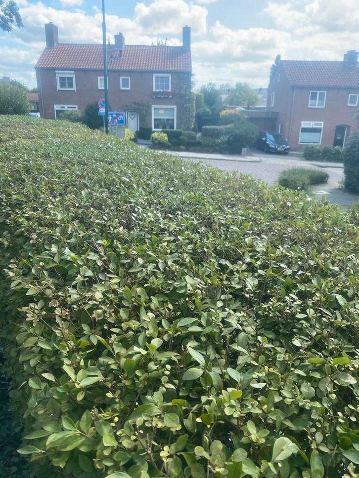 Hovenier Willemsen, Diensten en Vakmensen, Tuinmannen en Stratenmakers, Hekwerk of Schuttingen, Tuinonderhoud of Snoeiwerk