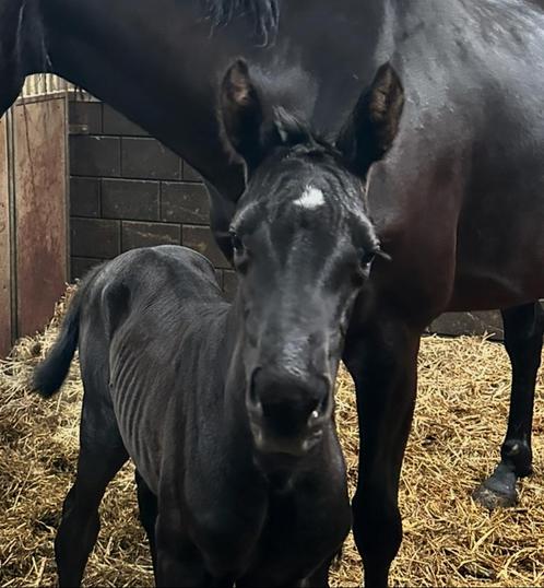 Prachtig merrieveulen van de geweldige hengst Total PS, Dieren en Toebehoren, Paarden, Merrie, Niet van toepassing, 0 tot 2 jaar