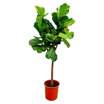 Ficus lyrata stam 150cm beschikbaar voor biedingen