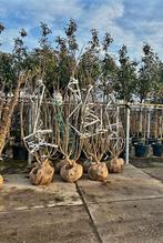 Ficus carica  🌳 vijgenboom 🌳 meerstam, Ophalen, Taxus