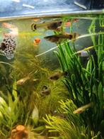 Gratis guppen, Dieren en Toebehoren, Vissen | Aquariumvissen, Vis