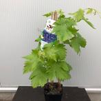 Onbespoten fruitbomen en fruitstruiken uit onze kwekerij, Tuin en Terras, Ophalen of Verzenden, 100 tot 250 cm, In pot, Overige soorten